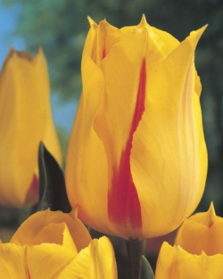 Tulpen Hocus Pocus